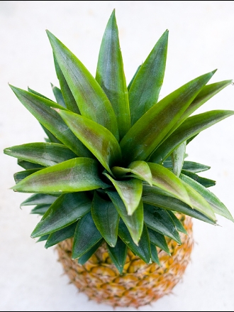 pineapple1aweb