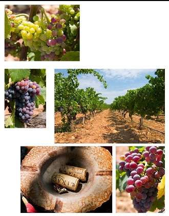Vineyardpage2web